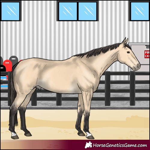 Horse Color:Buckskin