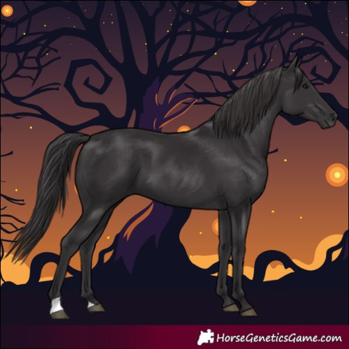 Horse Color:Smoky Black 