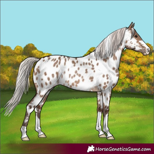 Horse Color:Silver Brown Dun Appaloosa Rabicano 