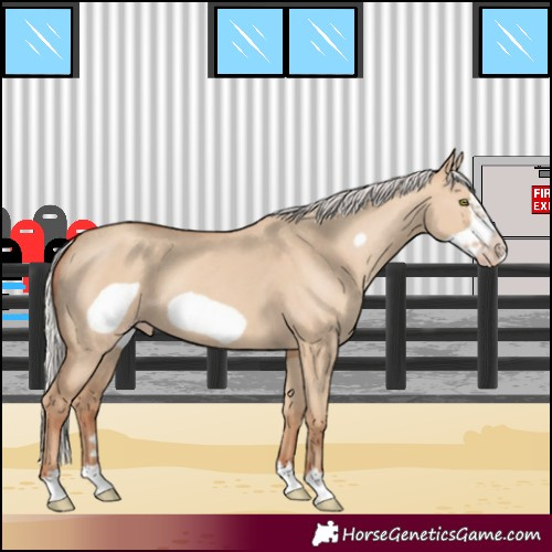 Horse Color:Silver Classic Champagne Dun Frame 