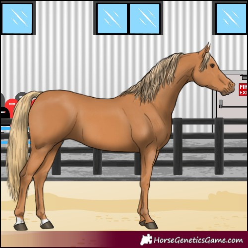 Horse Color:Chestnut 