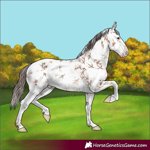 Horse Color:Classic Champagne Sabino 