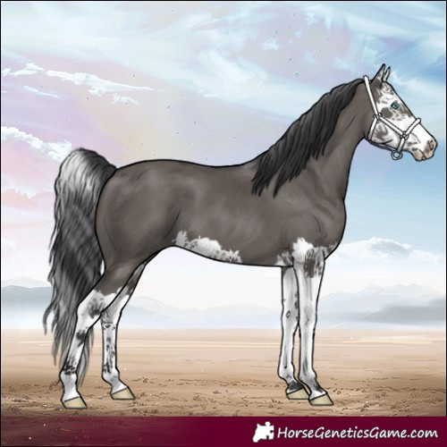 Horse Color:Grullo Splash