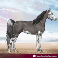 Horse Color:Grullo Splash