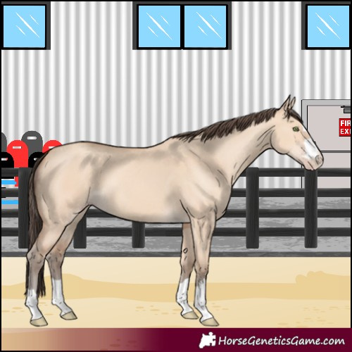 Horse Color:Amber Champagne Dun
