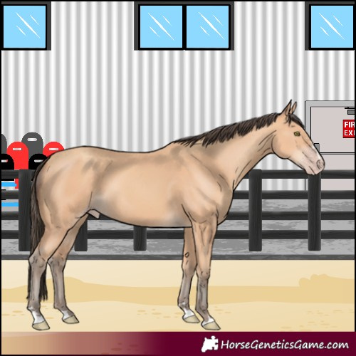 Horse Color:Amber Champagne 