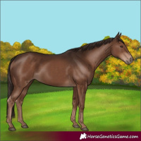 Horse Color:Liver Chestnut 