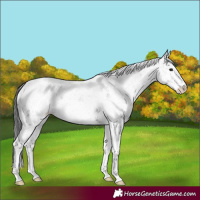 Horse Color:White Spotted Black
