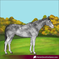 Horse Color:White Spotted Black 