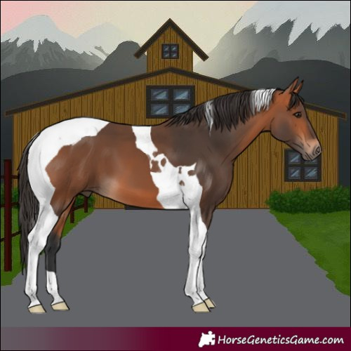 Horse Color:Bay Tobiano