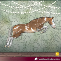 Horse Color:White Spotted Silver Buckskin Splash 
