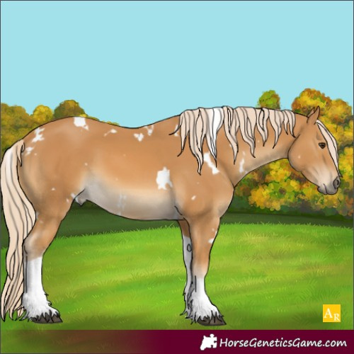 Horse Color:White Spotted Palomino Tobiano