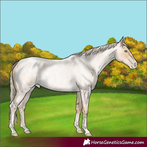 Horse Color:Palomino Roan Pearl