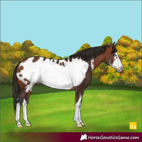 Horse Color:Bay Sabino Frame Appaloosa 