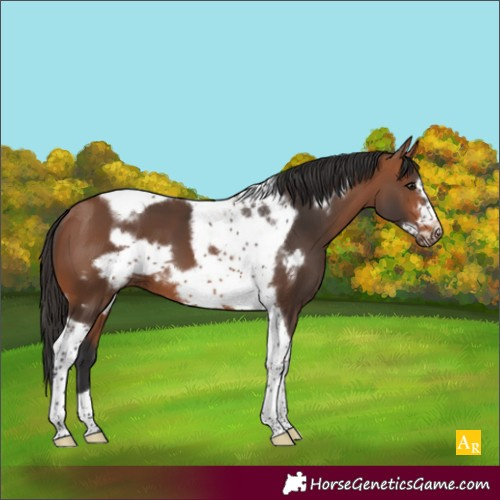 Horse Color:Bay Tobiano Frame 