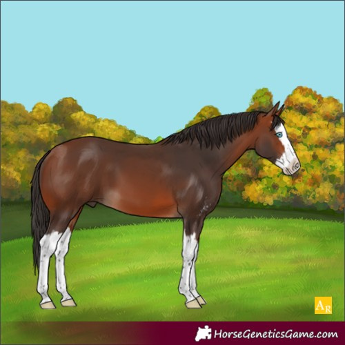Horse Color:Bay Sabino Splash
