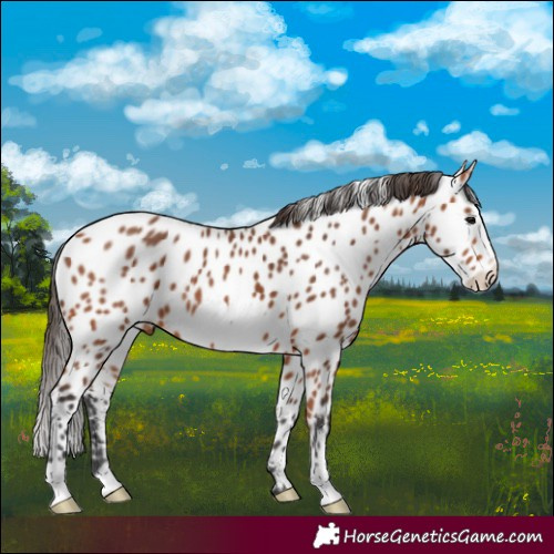 Horse Color:Bay Frame Appaloosa