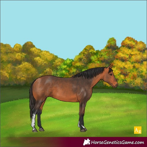 Horse Color:Bay Sabino 