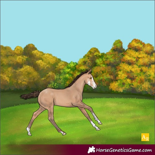 Horse Color:Amber Champagne Sabino Appaloosa 