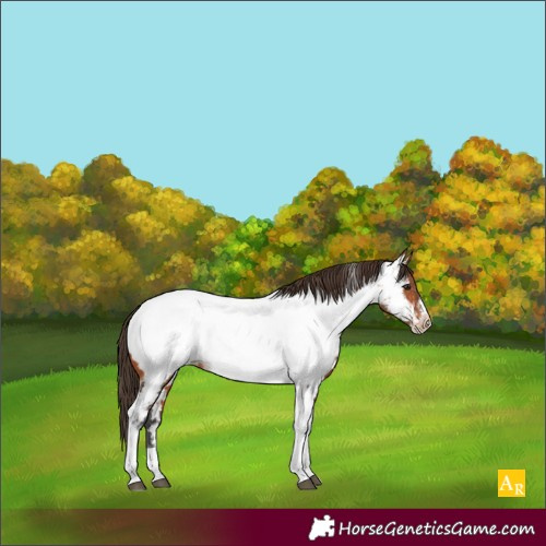 Horse Color:Bay Tobiano Frame Appaloosa 