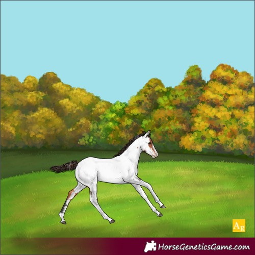 Horse Color:Bay Tobiano Frame Appaloosa 