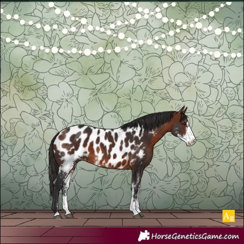 Horse Color:Bay Sabino Appaloosa 