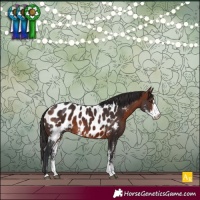 Horse Color:Bay Sabino Appaloosa 