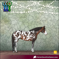 Horse Color:Bay Sabino Appaloosa