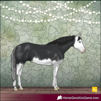Horse Color:Black Splash 