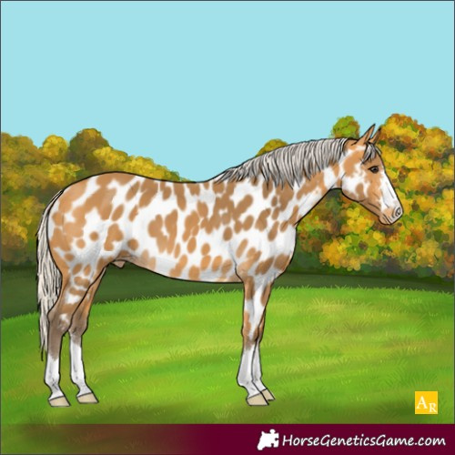 Horse Color:Silver Buckskin Appaloosa