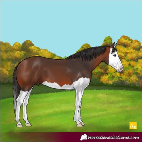 Horse Color:Bay Splash 