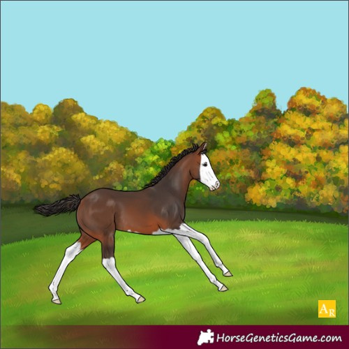 Horse Color:Bay Splash 