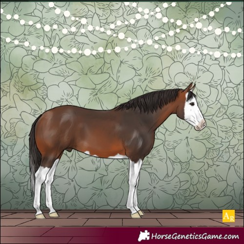 Horse Color:Bay Splash 