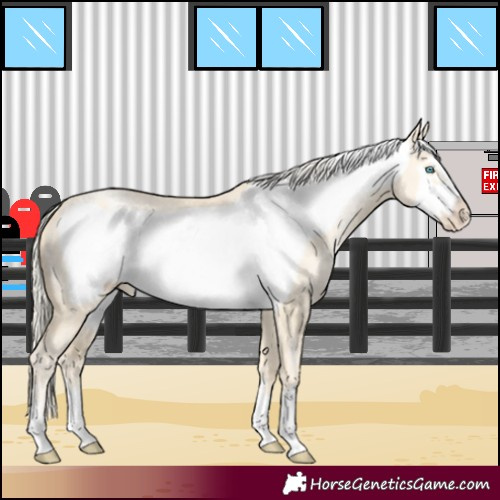 Horse Color:Palomino Pearl Dun Frame 