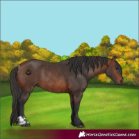 Horse Color:Brown Rabicano and Brown Rabicano