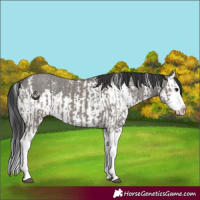 Horse Color:Grullo Sabino Splash and Grullo Sabino Splash