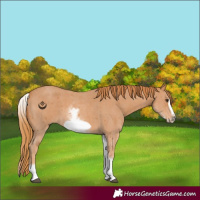 Horse Color:White Spotted Chestnut Sabino Frame 