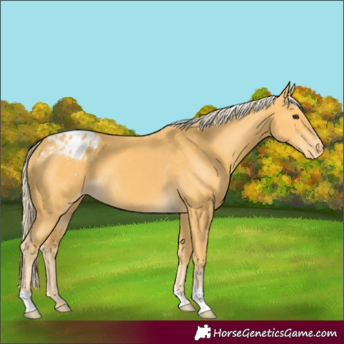 Horse Color:Palomino Appaloosa 