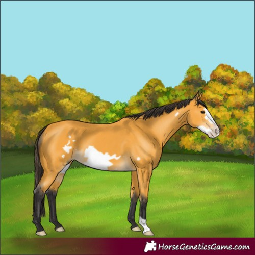 Horse Color:Buckskin Frame 