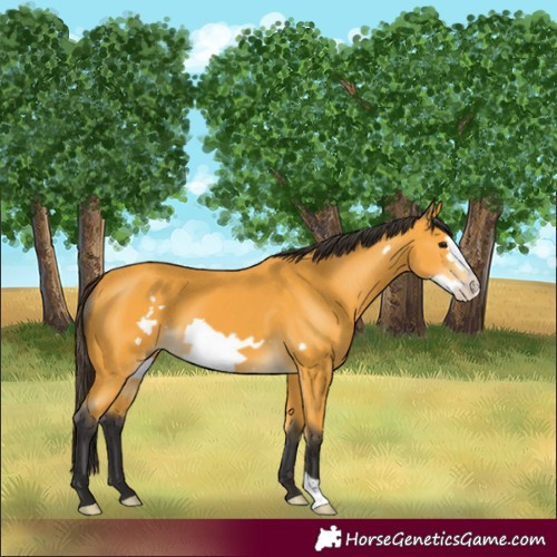 Horse Color:Buckskin Frame