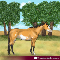 Horse Color:Buckskin Frame