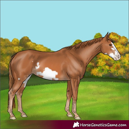 Horse Color:Chestnut Frame 