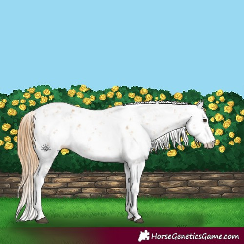 Horse Color:Chestnut Sabino