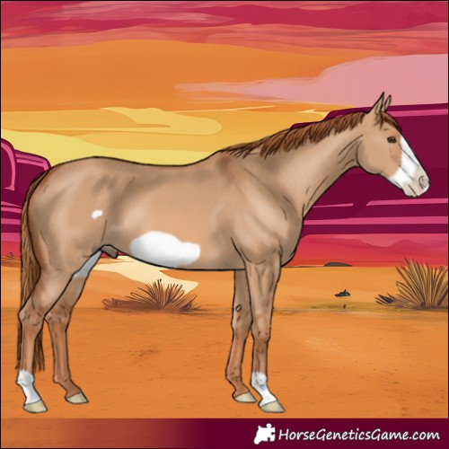 Horse Color:Red Dun Frame 