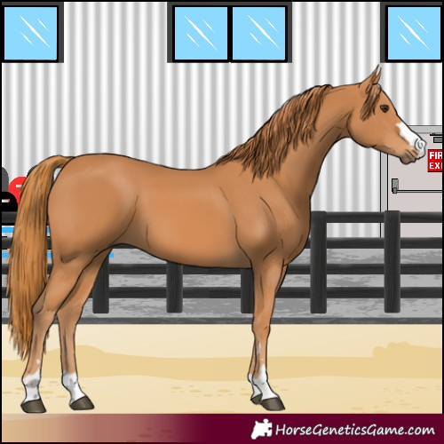 Horse Color:Chestnut 