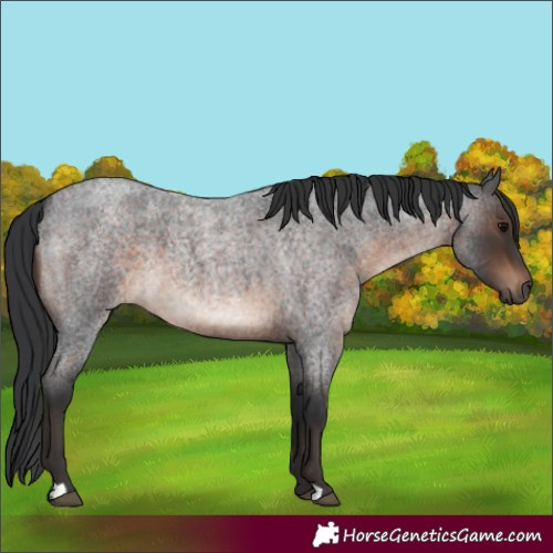 Horse Color:Brown Roan 