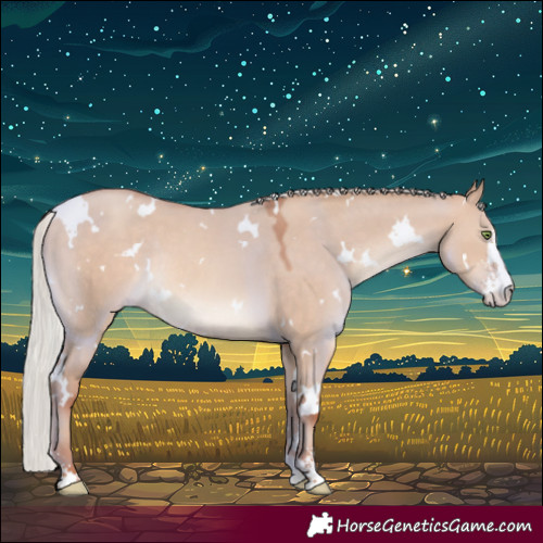 Horse Color:White Spotted Silver Sable Champagne Dun Sabino Rabicano 