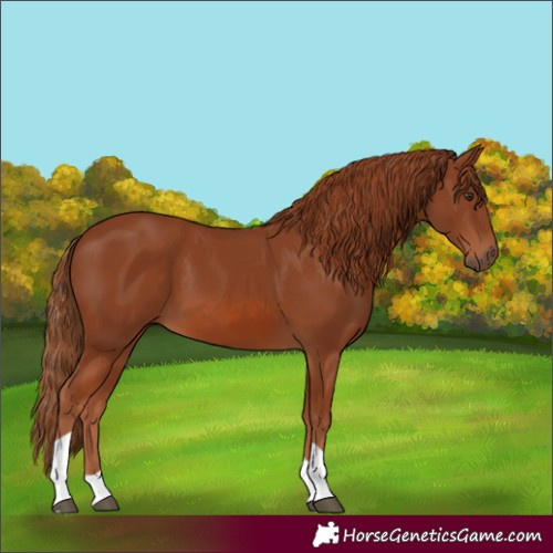 Horse Color:Chestnut Tobiano 