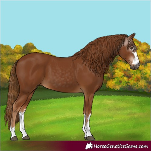 Horse Color:Gray Chestnut