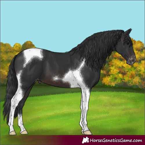 Horse Color:Brown Tobiano Appaloosa